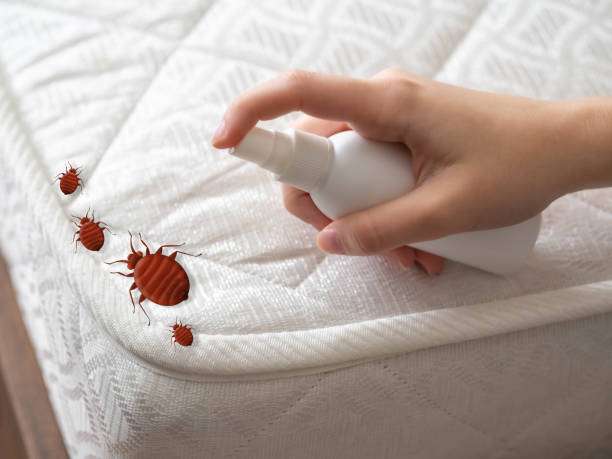 Best Spider Control Near Me  in North Belle Vernon, PA